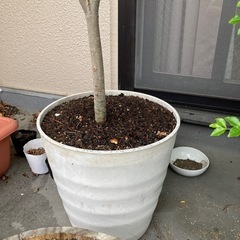 植木　シマトネリコ　鉢付きの画像