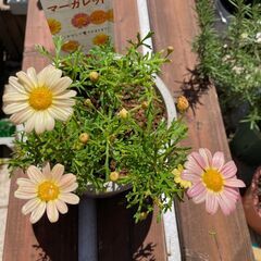 甲府市近辺で、気軽におしゃべりできる女性のお友達を探しています＾＾