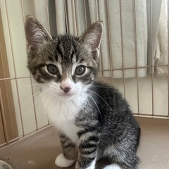 2ヶ月の子猫ちゃん