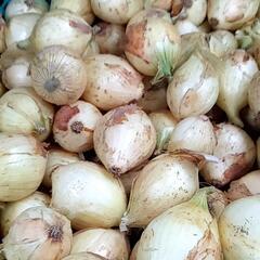 新玉ねぎ  超小玉  1kg