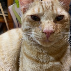 多頭崩壊の子　9ヶ月男の子