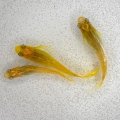 【レモンスカッシュヒレ長】有精卵20個+α めだか 幹之 彩虹 
楊貴妃 ラメ サファイア PSB 笑香めだかの画像