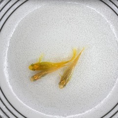 【レモンスカッシュヒレ長】有精卵20個+α めだか 幹之 彩虹 
楊貴妃 ラメ サファイア PSB 笑香めだかの画像