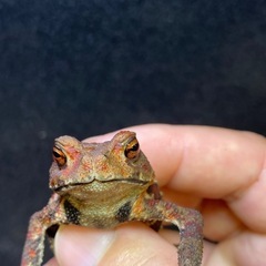 ニホンヒキガエル 1匹 その① ヒキガエル