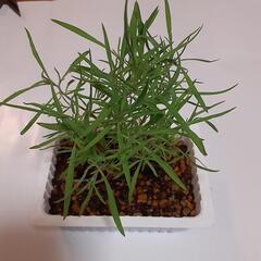 コキアの苗木
