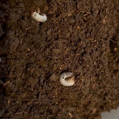 激レア✨️極太極単 ヘラクレスオオカブト幼虫