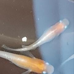No.1❗ダイアナ妃メダカの卵❗30個+α❗