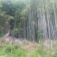 竹藪、竹