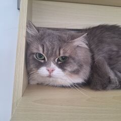 里親募集中！2歳短足マンチカン♂