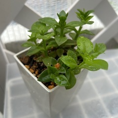 植物　ベビーサンローズ
