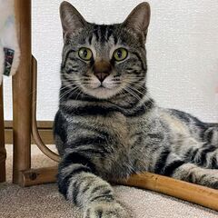 キジ猫　アメショ―Mix の男の子