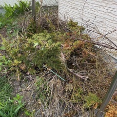 木の枝
