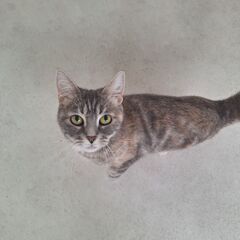 里親募集中！2歳足長マンチカンショートヘア♀ブルーパッチドタビー