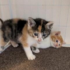 子猫兄弟【生後1〜2ヶ月】