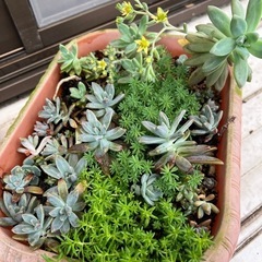 多肉植物