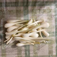 島らっきょう100グラム