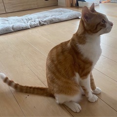 生後９ヶ月、オス、里親募集！