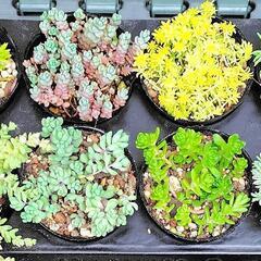 多肉植物　セダム8種セット　2号黒ポット
