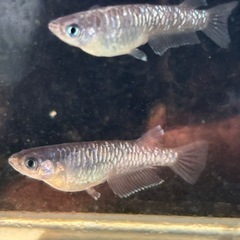 メダカ　ミッドナイトフリル　カガミ鱗の画像
