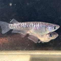 メダカ　ミッドナイトフリル　カガミ鱗の画像