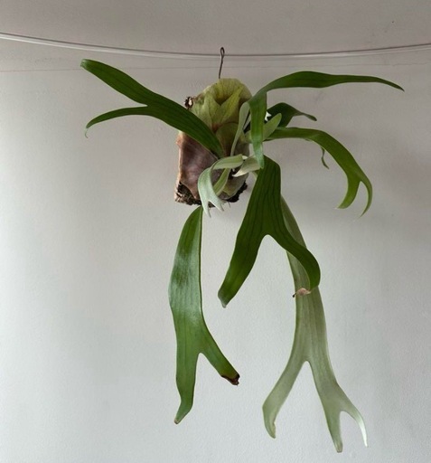 ビカクシダワルシー　2株コウモリラン　観葉植物　吊り下げコルク付き