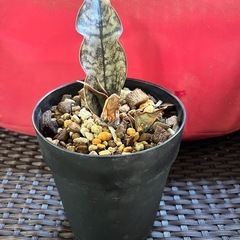 [観葉植物]
サンセベリア：キルキー コパトーン