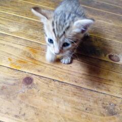 茶系さんです。飼い主不在確認済です。