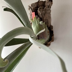 P .ベイチーハイシールド　ビカクシダ　コウモリランの画像