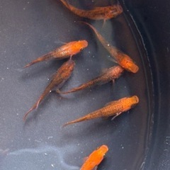 めだか　星の煌めき