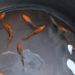 めだか　星の煌めき　★値下げ★の画像
