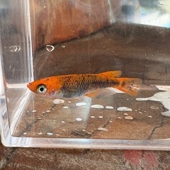 めだか　星の煌めき　★値下げ★の画像