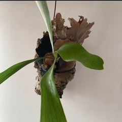 ビカクシダ株分　コルク付き子株　ビブルカツムオールドの画像