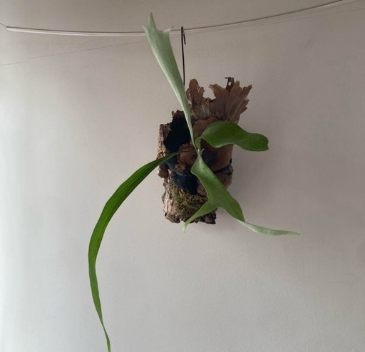 ビカクシダビブルカツムオールド　クランプ　大株　吊り下げ　コルク ビカクシダビブルカツムオールド クランプ 大株 吊り下げ コルク