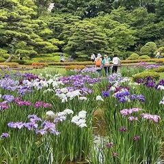 6/8(日)東京ランチ会＋皇居東御苑散策交流会40代50代参加者募集