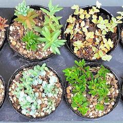 多肉植物　セダム＆クラッスラ8種セット　2号黒ポット