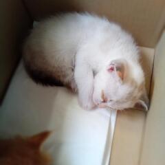 白さん、一部色が入ります。結膜炎です。飼い主不在確認済