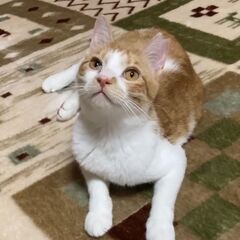 ★譲渡会あります★　めちゃくちゃ天使甘えたちゃん♪