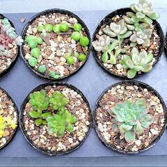 多肉植物　名前不明エケベリア入り8種セット　2号黒ポット