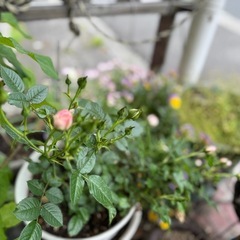 お取引き完了　中輪（小ぶり）バラ鉢植え