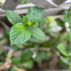 紫陽花
