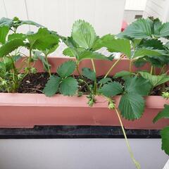 いちご　苗 3つ