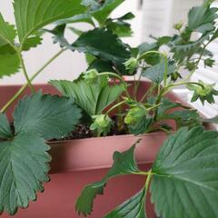 いちご　苗 3つの画像