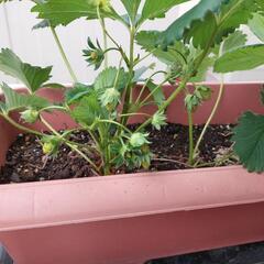 いちご　苗 3つの画像