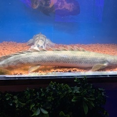 ポリプテルスアンソルギー65〜70