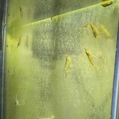 カラーシュリンプ ミナミヌマエビ 10匹の画像