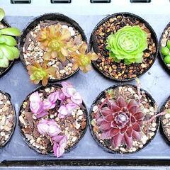 【交渉中】多肉植物　アエオニウム入り8種セット　2号黒ポット