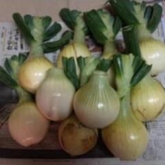 新玉ねぎ