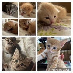 💕超キュートな5きょうだい💕とキジきょうだいと茶トラお母さん猫 - 里親募集