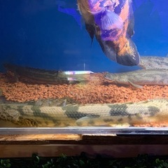 ワイルドエンドリケリーの画像