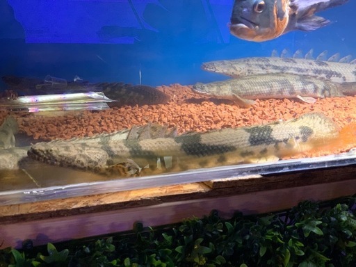 ワイルドエンドリケリー